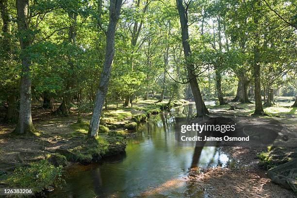 tranquil and serene view of ober water in late summer in the new forest national park, a popular place for nature lovers in hampshire. - hampshire stock-fotos und bilder