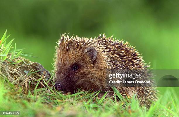 a small hedgehog forraging in the countryside in england. - hedgehog stock pictures, royalty-free photos & images