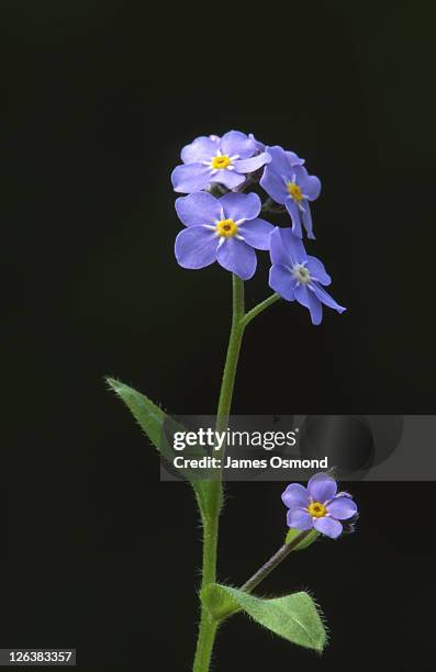 close-up of field forget-me-not (myosotis arvensis) flower. - forget me not stockfoto's en -beelden