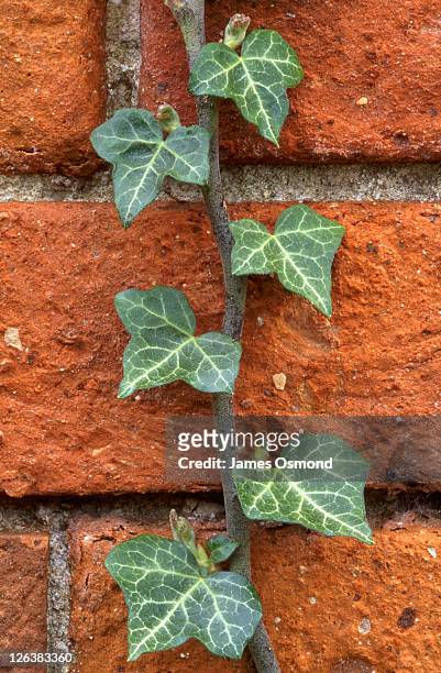 close-up of ivy climbing a garden wall in the town of rowington in warwickshire. - ivy stock pictures, royalty-free photos & images