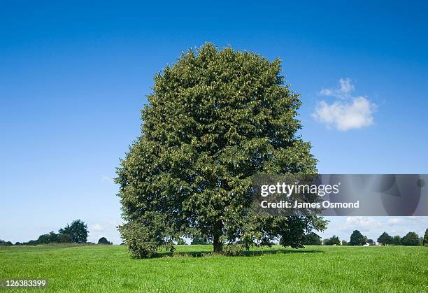 a view of a single lime tree on the bristol downs in summer. - linde bladverliezende boom stockfoto's en -beelden