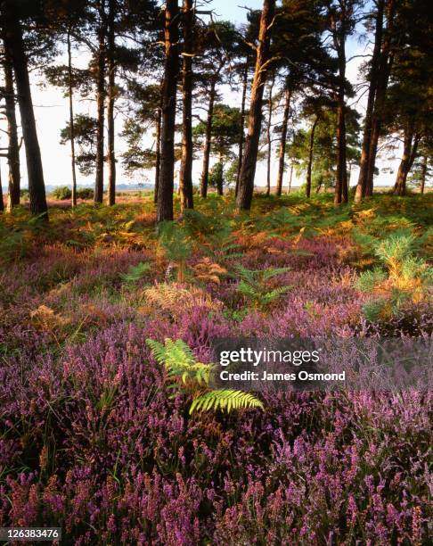 heather and ferns at the edge of wilverley inclosure in the new forest national park. - heather stockfoto's en -beelden