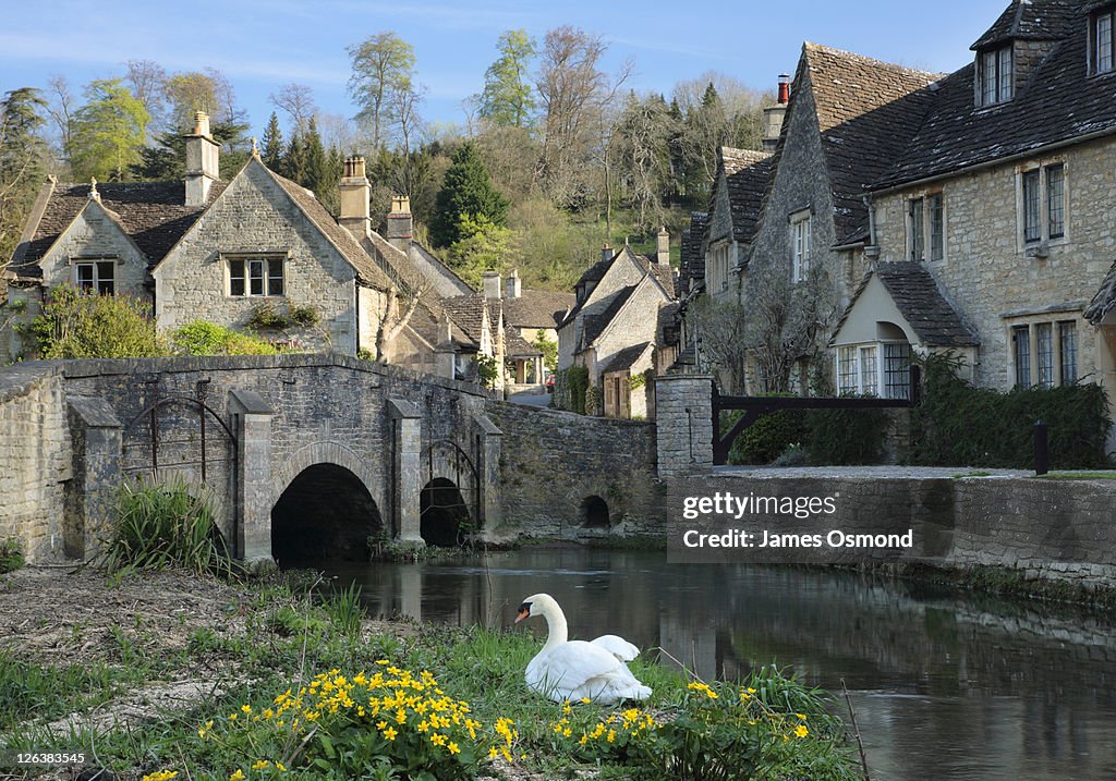Swan sitting on the banks of the brook in the Wiltshire village of Castle Combe