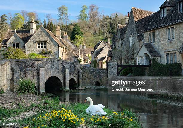 swan sitting on the banks of the brook in the wiltshire village of castle combe - wiltshire village stock pictures, royalty-free photos & images