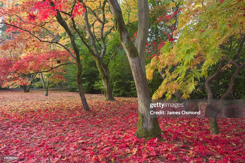 Autumn Colour in the Acer Glade at Westonbirt Arboretum. Gloucestershire. England. UK.