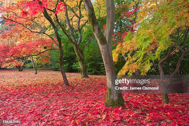 autumn colour in the acer glade at westonbirt arboretum. gloucestershire. england. uk. - westonbirt arboretum stock pictures, royalty-free photos & images