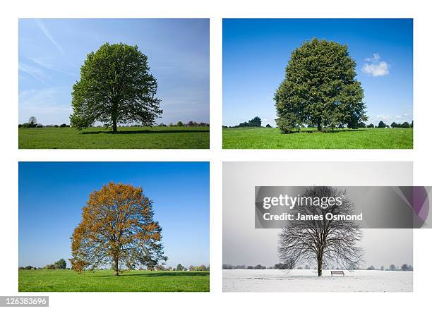 common lime tree, tilia europaea. 4 season sequence. - las cuatro estaciones fotografías e imágenes de stock