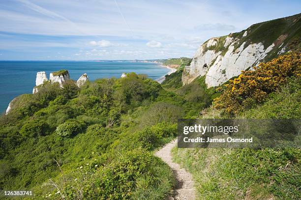 south west coast path at hooken cliff heading towards branscombe. devon. england. uk. - south west coast path stock-fotos und bilder