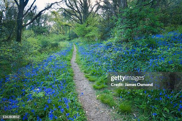 Devon Spring Time Devon Spring Photos and Premium High Res Pictures - Getty Images