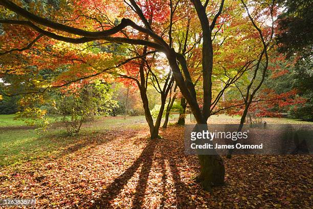 acer glade at westonbirt arboretum in autumn, gloucestershire, england, uk - gloucestershire stock-fotos und bilder