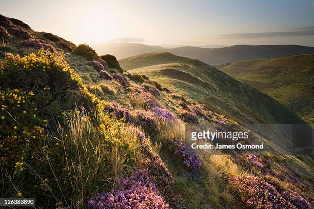 sunrise on the long mynd, shropshire, england, uk - heather stock-fotos und bilder