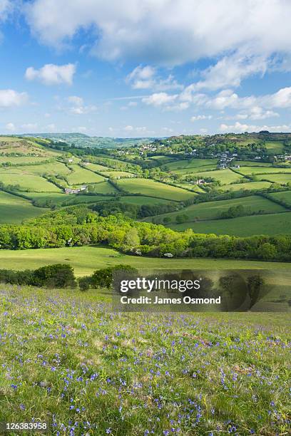 bluebells on golden cap looking inland towards morcombelake. dorset. england. uk. - dorset uk - fotografias e filmes do acervo