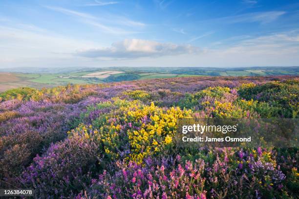 heather and gorse on great hangman. exmoor national park. devon. england. - september stockfoto's en -beelden