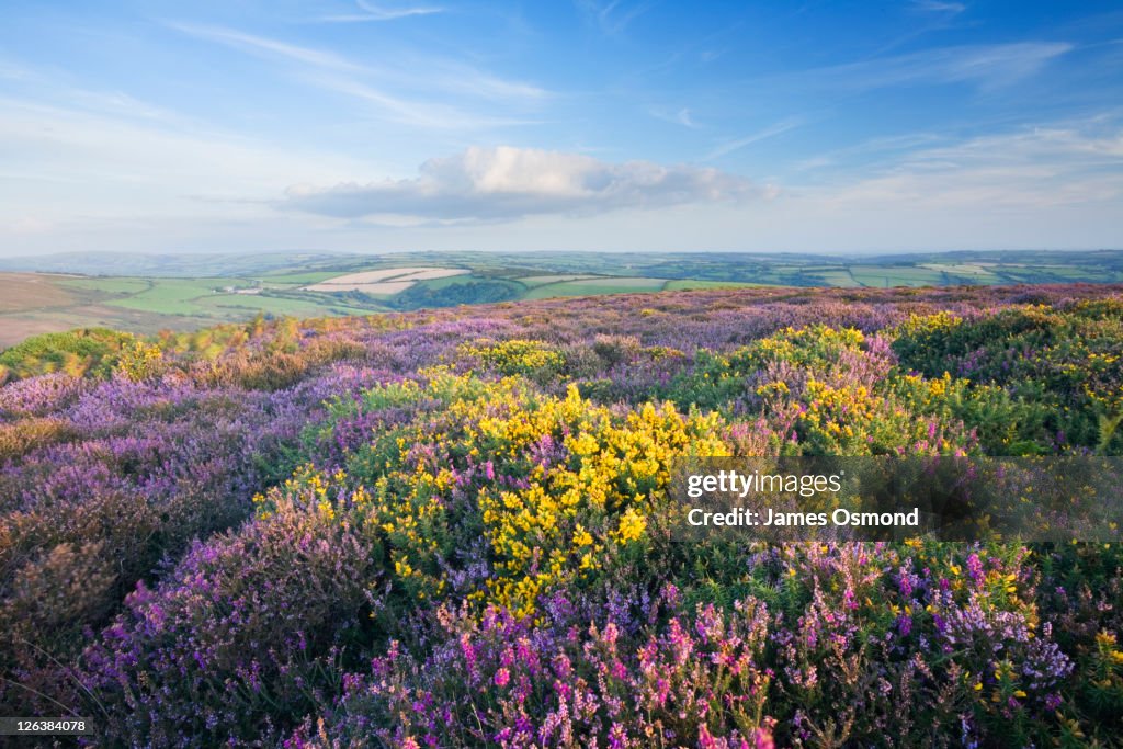 Heather and Gorse on Great Hangman. Exmoor National Park. Devon. England.