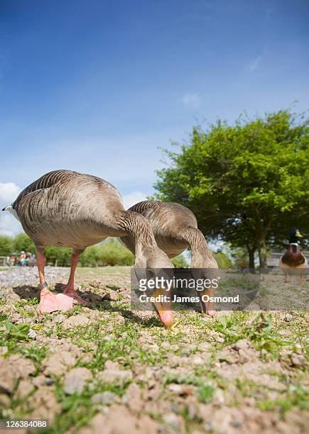 graylag geese, anser anser, eating bird feed at slimbridge wetland centre. gloucestershire. uk. - goose bird stock-fotos und bilder
