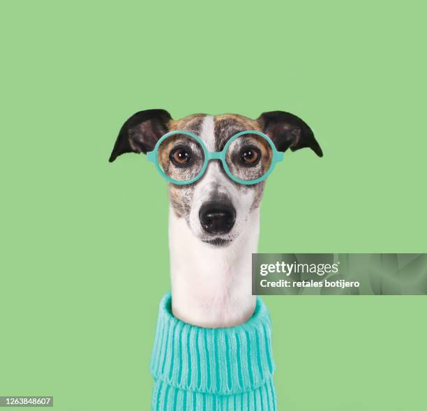 funny dog with glasses - accessoire de spectacle stockfoto's en -beelden