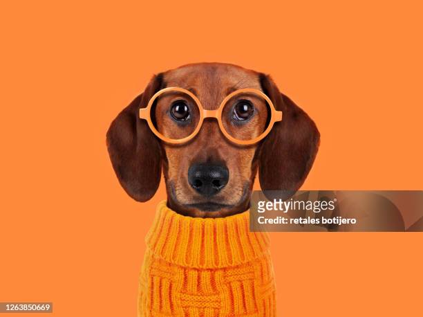 funny dog with orange glasses - einzelnes tier stock-fotos und bilder