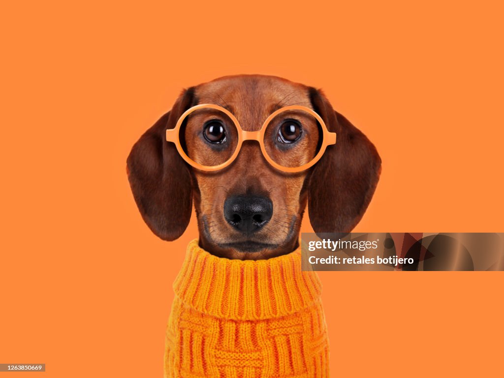 Funny dog with orange glasses
