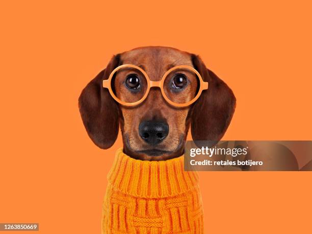 funny dog with orange glasses - rashund bildbanksfoton och bilder