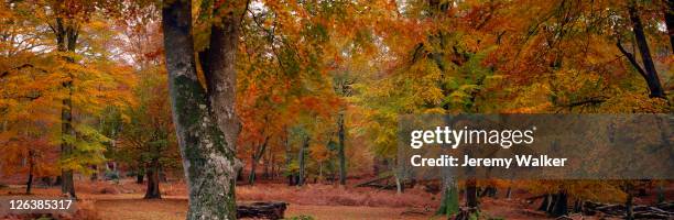 glorious autumnal colours in the ancient woodlands of the new forest national park in hampshire - new hampshire 個照片及圖片檔