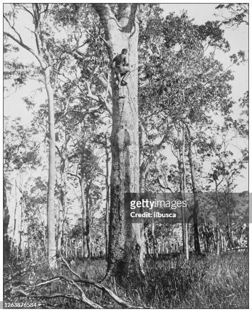 antique black and white photograph: australian native on tree - australian aboriginal culture stock illustrations