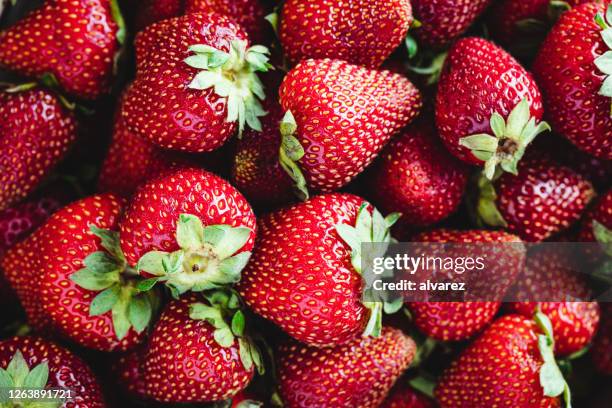 veel rijpe aardbeien als achtergrond - strawberry stockfoto's en -beelden