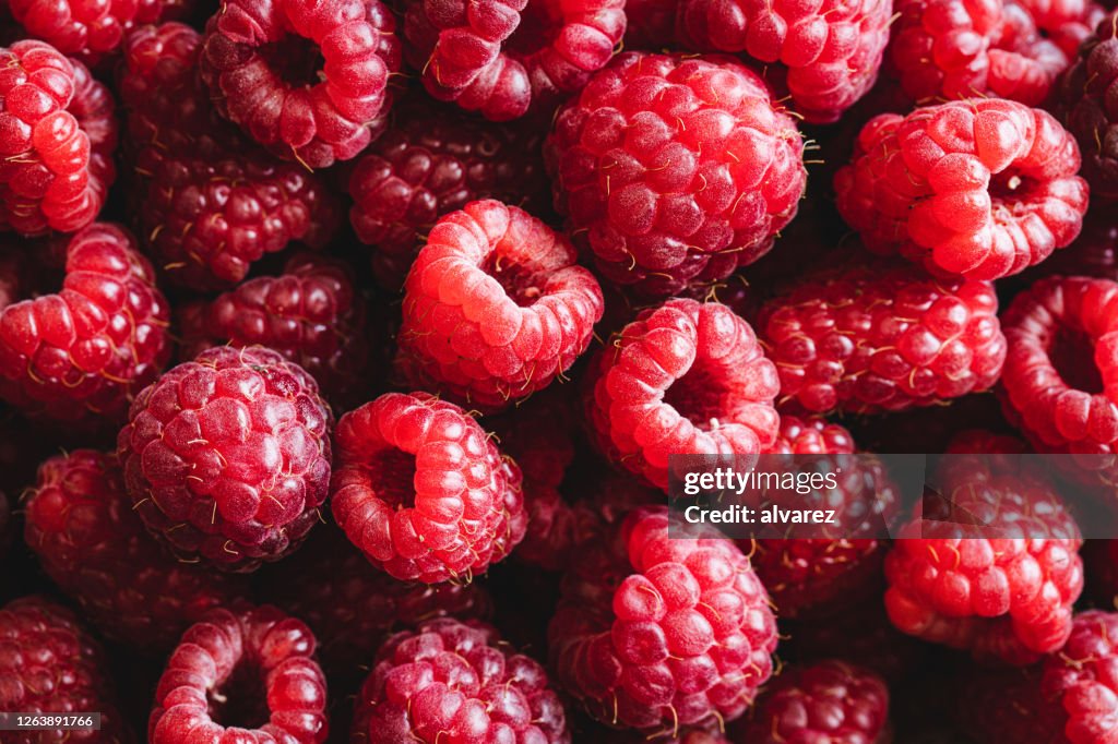 Inzameling van verse rode frambozen