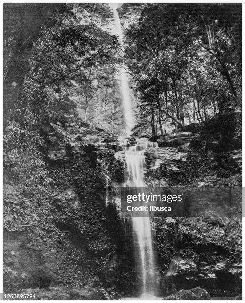 antique black and white photograph: bird waterfall in french guiana - french guiana stock illustrations