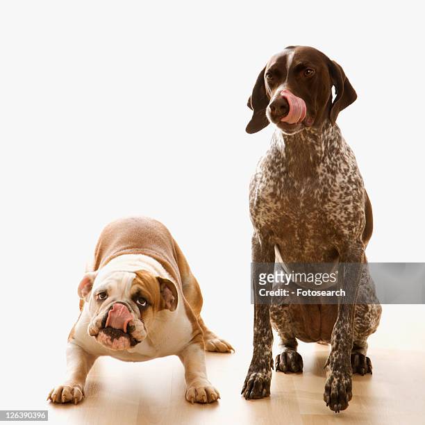 english bulldog and german shorthaired pointer sitting licking lips. - german shorthaired pointer fotografías e imágenes de stock