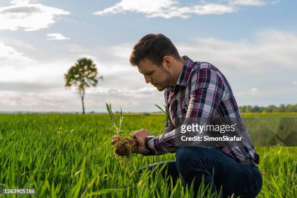 close up of farmer wearing checked shirt crouching at agricultural wheat field and examining crops - young agronomist stock pictures, royalty-free photos & images