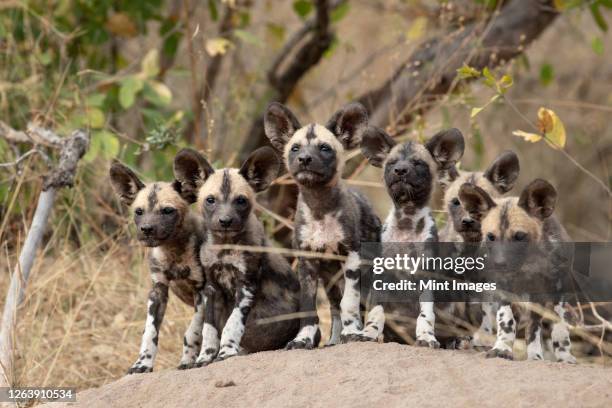 a pack of wild dog puppies, lycaon pictus, on a termite mound, ears forward, looking at camera. - african wild dog stock pictures, royalty-free photos & images