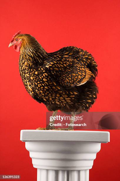 golden laced wyandotte chicken standing on column on red background. - golden wyandottes stock pictures, royalty-free photos & images