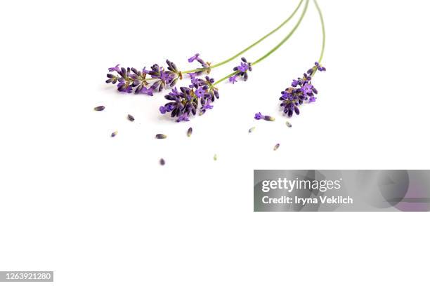 lavender flowers isolated on white background. - lavendelkleurig stockfoto's en -beelden