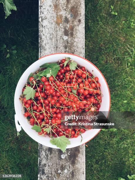 a bucket with red currants on an old wooden fence in a garden - rode bes stockfoto's en -beelden