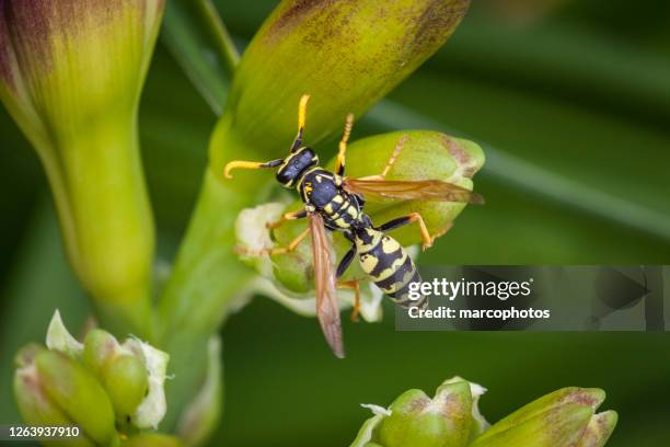 gaulish poliste wasp, (polists dominula). - wasps stock pictures, royalty-free photos & images