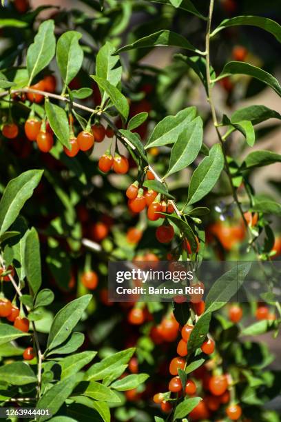 ripened red goji berries in the garden. - bocksdornfrucht stock-fotos und bilder