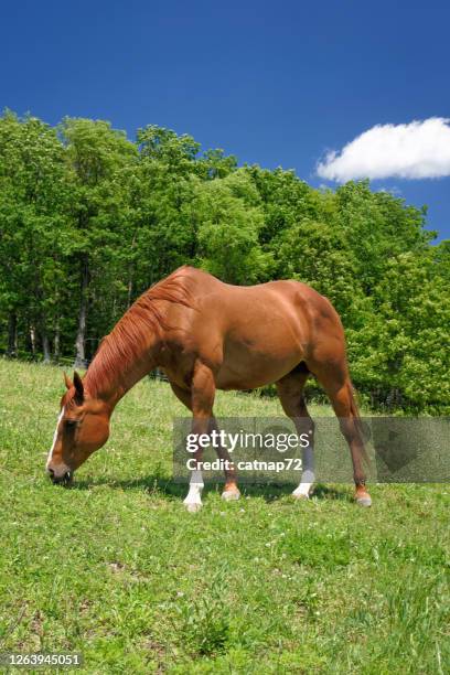 kastanienpferd grazing green weidegras - horse grazing stock-fotos und bilder
