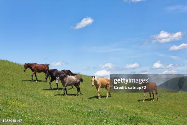 horse herd walking across open field - grazing stock pictures, royalty-free photos & images