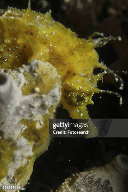 longsnout seahorse (hippocampus ramulosus), yellow colour with fronds on head, malta, maltese islands, mediterranean - hippocampus ramulosus stock pictures, royalty-free photos & images