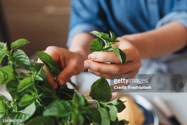 händerna på en kvinna plocka en mint leaf, en närbild - herb bildbanksfoton och bilder