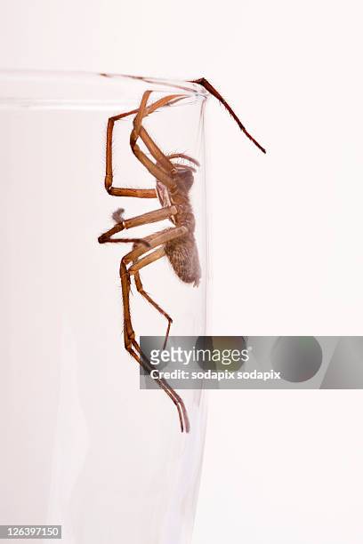 - - ugly spiders stock pictures, royalty-free photos & images