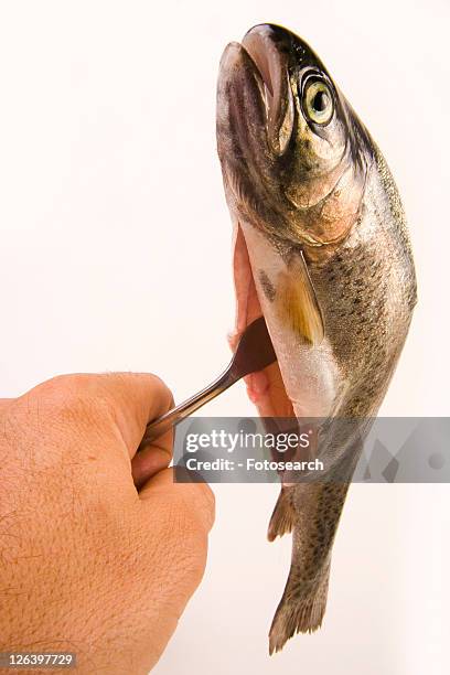 fish for everyday consumption, freigestellt, alfred, aliment, animal, concept - hand and freigestellt stockfoto's en -beelden