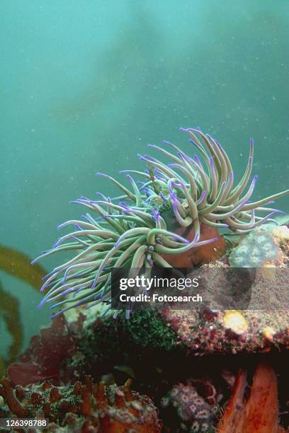 snakelocks anemone, (anemonia viridis) jersey, british isles - anemonia viridis stock pictures, royalty-free photos & images