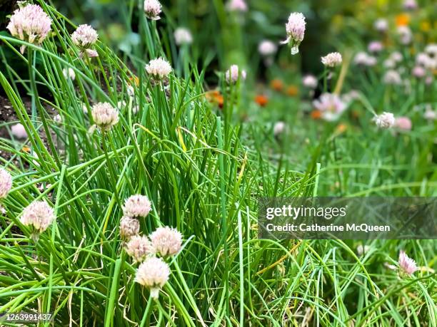 Chive Undergrround Chive Photos and Premium High Res Pictures - Getty Images