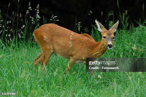 lichtstimmung, aargau, canton, capreolus, deer, forester, freiamt - wachsamkeit stock pictures, royalty-free photos & images