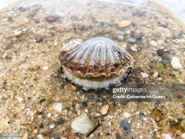 live scallop washed ashore on cape cod bay - sea mollusc stock pictures, royalty-free photos & images