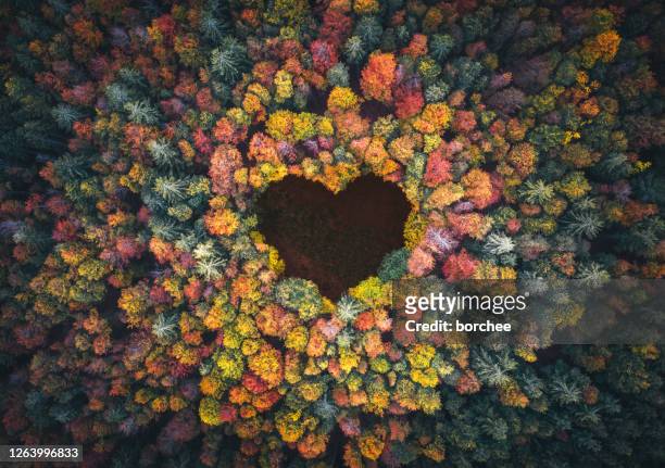 forma del cuore nella foresta autunnale - protezione foto e immagini stock