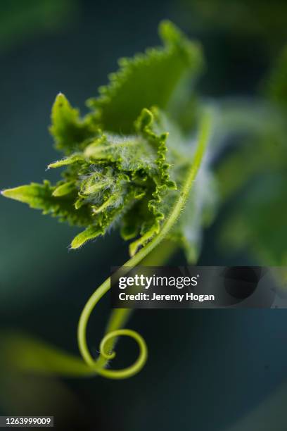 cucumber plant tendril closeup - tendril fotografías e imágenes de stock