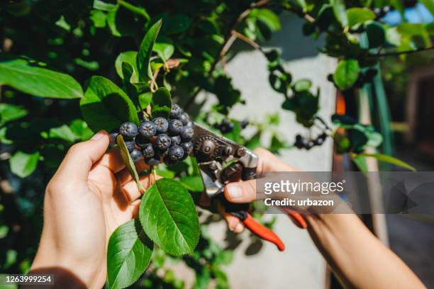 picking aronia berry fruit - rowanberry stock pictures, royalty-free photos & images
