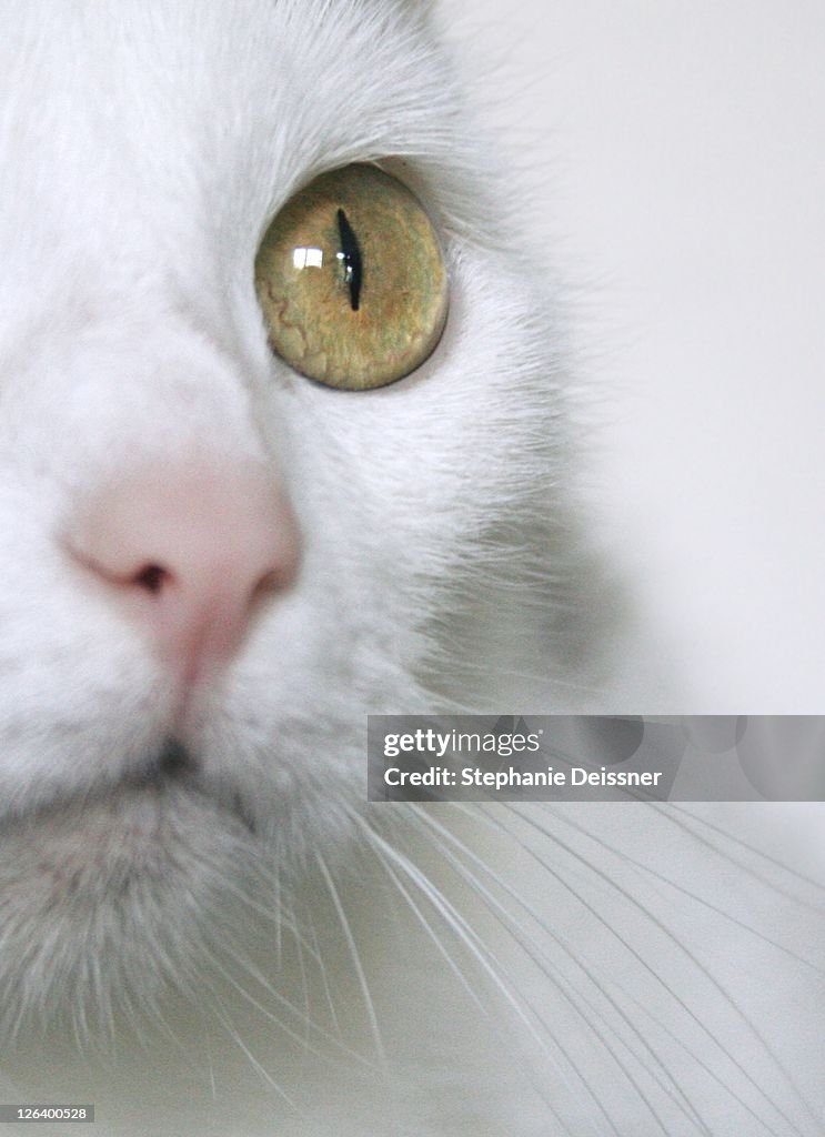 Close-up of cat's face